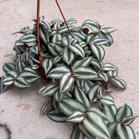 6" Tradescantia Zebrina HB