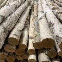 Birch Poles 2'