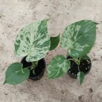 4" Philo Monstera Bulbasaur
