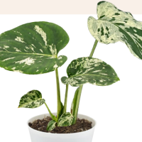 4" Philo Monstera Bulbasaur w/ Plastic Cover