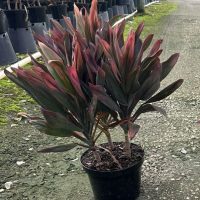 8" Cordyline Orange Hawaiian 3ppp