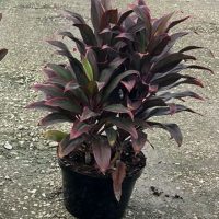 8" Cordyline Red Hawaiian 3ppp