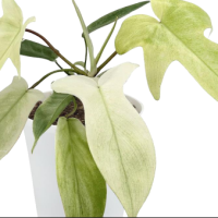 4" Philo Florida Ghost Mint w/ Plastic Cover