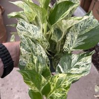 6" Pothos Boreal