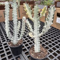 5" Euphorbia White Ghost