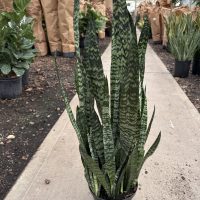 8" Sans Peppermint (AZ Pot)
