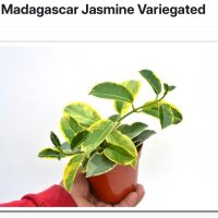 4" Stephanotis Madagascar Jasmine VAR