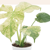4" Philo Monstera Mint w/ Plastic Cover