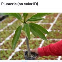 4" Plumeria Asst