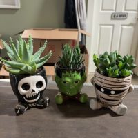 3.25" Aloe/Haworthia Asst in Monster Pot