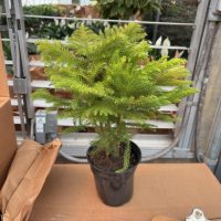6" Norfolk Island Pine (Natural)