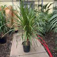 12" Palm Ponytail Guatemalensis Stump Premium (Multi Head) 5'+