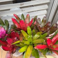 6" Bromeliad Neo Premium Asst
