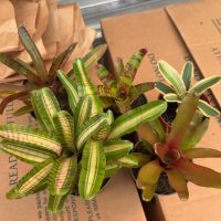 4" Bromeliad Neo Premium Asst