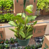 6" Hoya Kerrii Reverse VAR HB