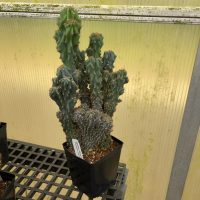 6"/1G Cactus Cereus Repandus Monstrose