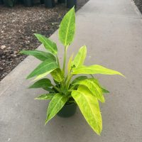 6" Philo Calkins Gold