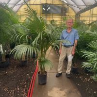 12"/5G Palm Kentia 5.5' (HI-Grown)