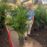 10" Palm Cat 4'
