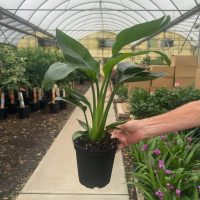 6" Strelitzia White Bird 2-3ppp