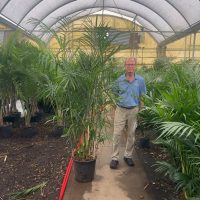 14" Palm Bamboo Sefrizii 6'+