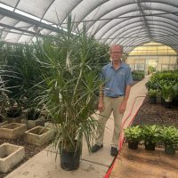 14" Drac Marg Branched / Character 6'