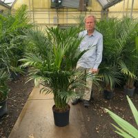 12" Palm Cat