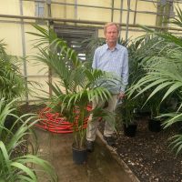 8"/2G Palm Kentia Premium 4-5' (CA-Grown)