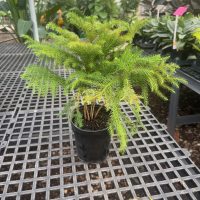 6" Norfolk Island Pine (Natural)