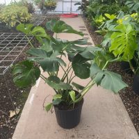 12" Philo Monstera Deliciosa