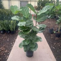 10" Ficus Lyrata Bush