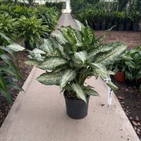 10" Dieff Tropic Snow Cluster