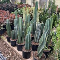 10" Cactus Cereus Peruvianus Asst