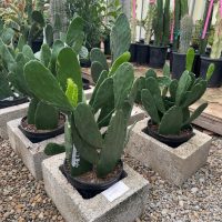 10" Cactus Opuntia Nopal