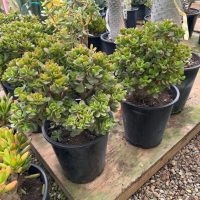 12"/5G Crassula Jade Crosby Character