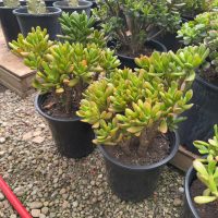 12"/5G Crassula Jade Hobbit Character