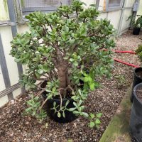 14" Crassula Jade Regular Character