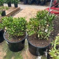 14" Crassula Jade Hobbit Character