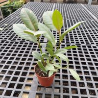 4" Ficus Belize