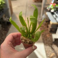 2" Sarracenia Pitcher