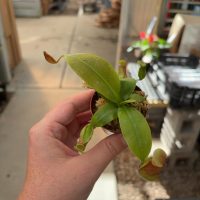 2" Nepenthes Pitcher