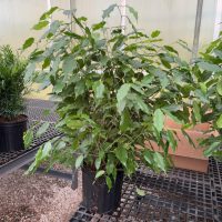 8" Ficus Danita Bush