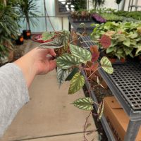4" Cissus Discolor