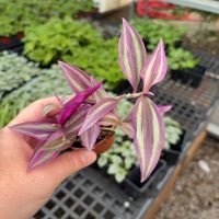 2" Tradescantia Pink Paradise