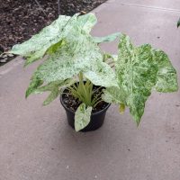 8" Alocasia Odora Batik Blizzard