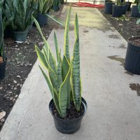 8" Sans Silver Laurentii (AZ Pot)