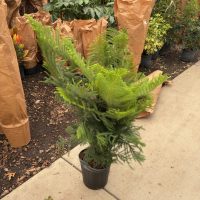 9" Norfolk Island Pine (Natural)