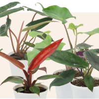 4" Foliage Specialty Asst w/ Plastic Cover