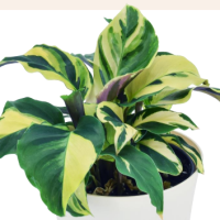 4" Calathea Yellow Fusion w/ Plastic Cover
