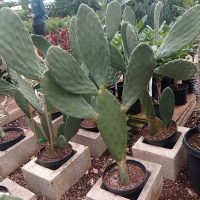 10" Cactus Opuntia Ficus Indica